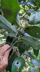 Cryptocarya concinna