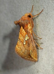 Plusia putnami