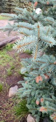 Picea pungens