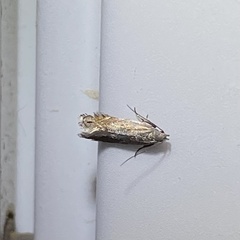 Battaristis concinnusella