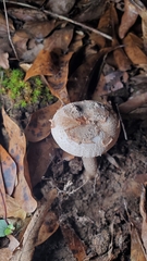 Amidella