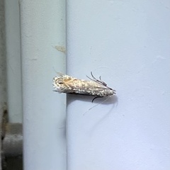 Battaristis concinnusella