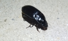 Harpalus caliginosus
