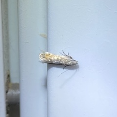 Battaristis concinnusella