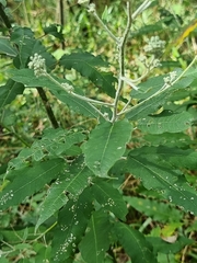 Astrotricha latifolia