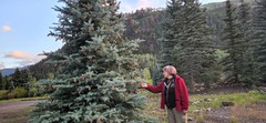 Picea pungens