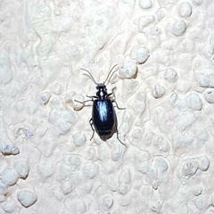 Lebia