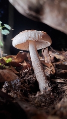 Amidella