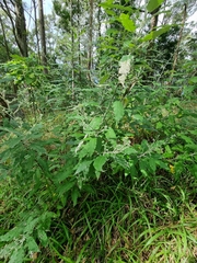 Astrotricha latifolia