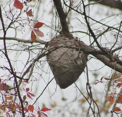 Dolichovespula maculata