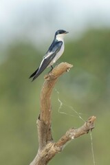 Tachycineta albiventer