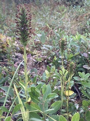 Platanthera cristata