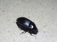 Harpalus caliginosus