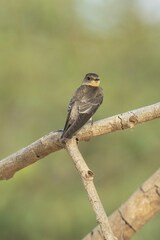 Stelgidopteryx ruficollis
