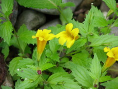 Erythranthe dentata