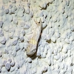 Euchromius ocellea
