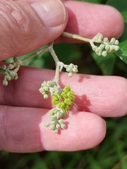 Astrotricha latifolia