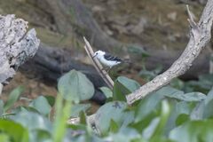 Fluvicola albiventer