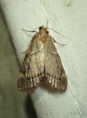 Hypsopygia thymetusalis