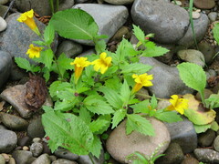 Erythranthe dentata