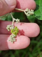 Astrotricha latifolia