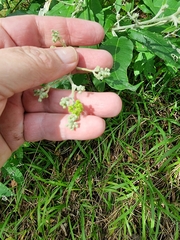 Astrotricha latifolia