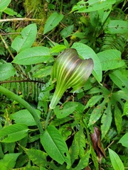 Arisaema consanguineum