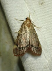 Hypsopygia thymetusalis