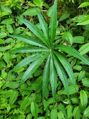 Arisaema consanguineum