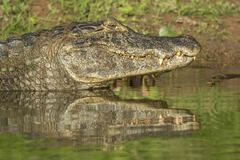 Caiman yacare