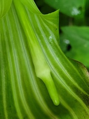 Arisaema consanguineum