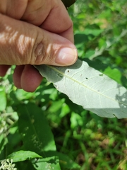 Astrotricha latifolia
