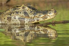 Caiman yacare