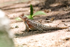 Sceloporus spinosus