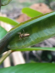 Salticidae