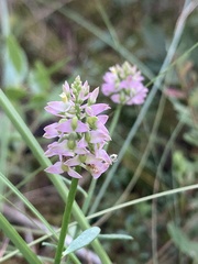 Polygala brevifolia