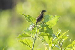 Agelasticus cyanopus