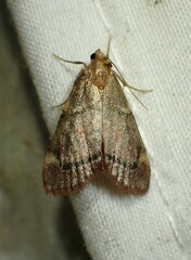 Hypsopygia thymetusalis
