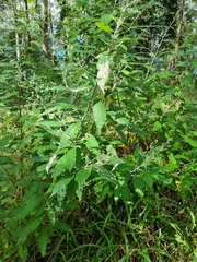 Astrotricha latifolia
