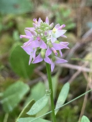 Polygala brevifolia