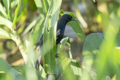 Agelasticus cyanopus