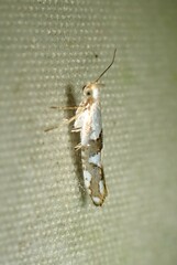 Argyresthia