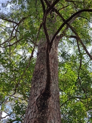 Eucalyptus siderophloia