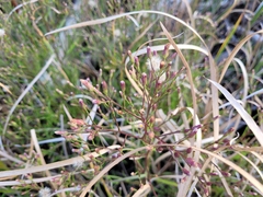 Symphyotrichum subulatum