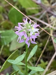 Polygala brevifolia