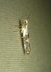 Argyresthia