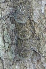Rhynchonycteris naso
