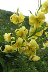 Lilium kesselringianum