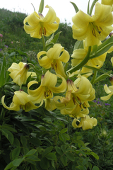 Lilium kesselringianum