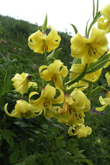 Lilium kesselringianum
